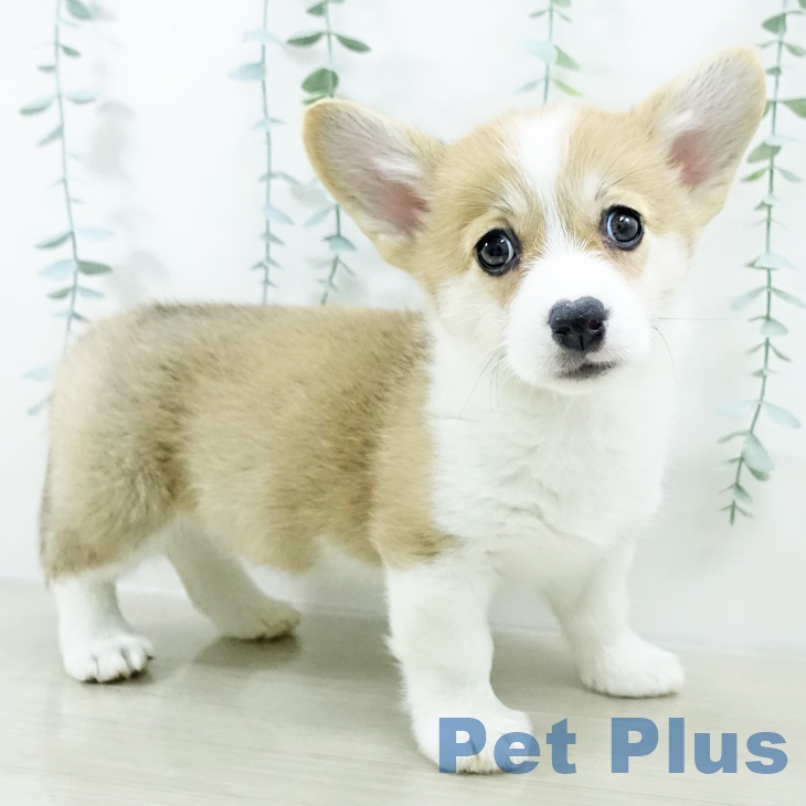 千葉県のウェルシュコーギーペンブローク (ペッツワン 千葉ニュータウン店/2025年10月15日生まれ/女の子/レッドホワイト)の子犬の2枚目の画像