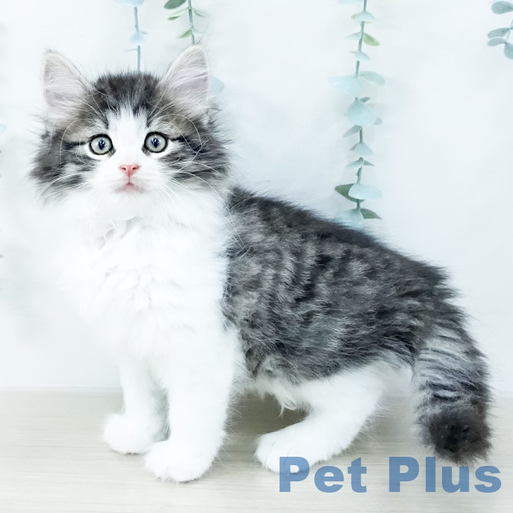 ノルウェージャンフォレストキャット