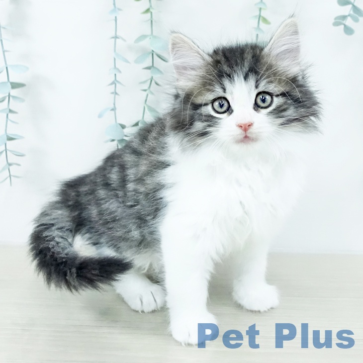 ノルウェージャンフォレストキャットの写真2