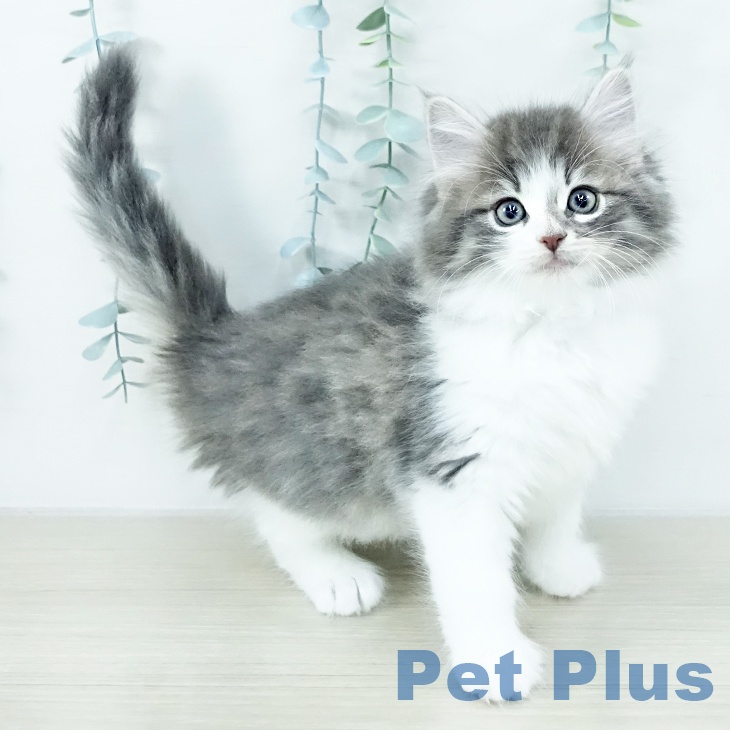 ノルウェージャンフォレストキャット