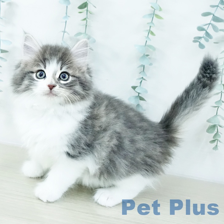 ノルウェージャンフォレストキャット