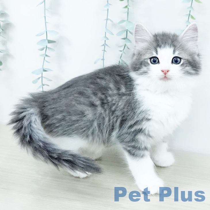 神奈川県のノルウェージャンフォレストキャット (ペットプラス 天王町店/2025年10月15日生まれ/男の子/ブルーマッカレルタビーホワイト)の子猫の1枚目の画像