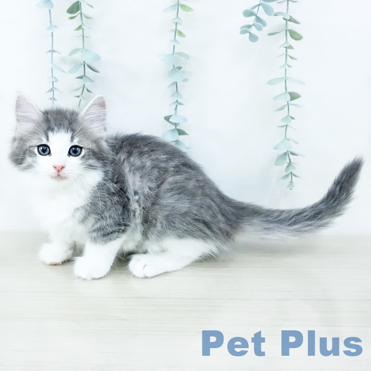 神奈川県のノルウェージャンフォレストキャット (ペットプラス 天王町店/2025年10月15日生まれ/男の子/ブルーマッカレルタビーホワイト)の子猫の2枚目の画像