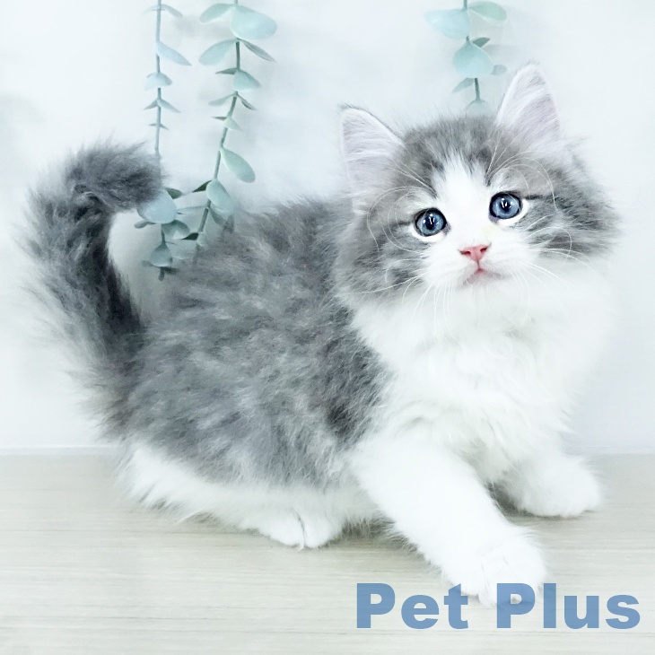 千葉県のノルウェージャンフォレストキャット (ペッツワン 千葉ニュータウン店/2025年10月15日生まれ/男の子/ブルーマッカレルタビーホワイト)の子猫の1枚目の画像