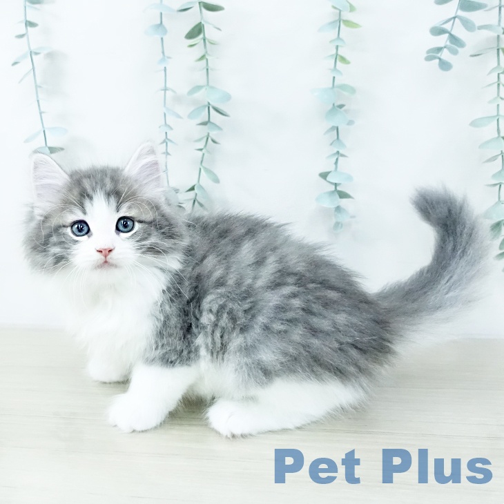 千葉県のノルウェージャンフォレストキャット (ペッツワン 千葉ニュータウン店/2025年10月15日生まれ/男の子/ブルーマッカレルタビーホワイト)の子猫の2枚目の画像