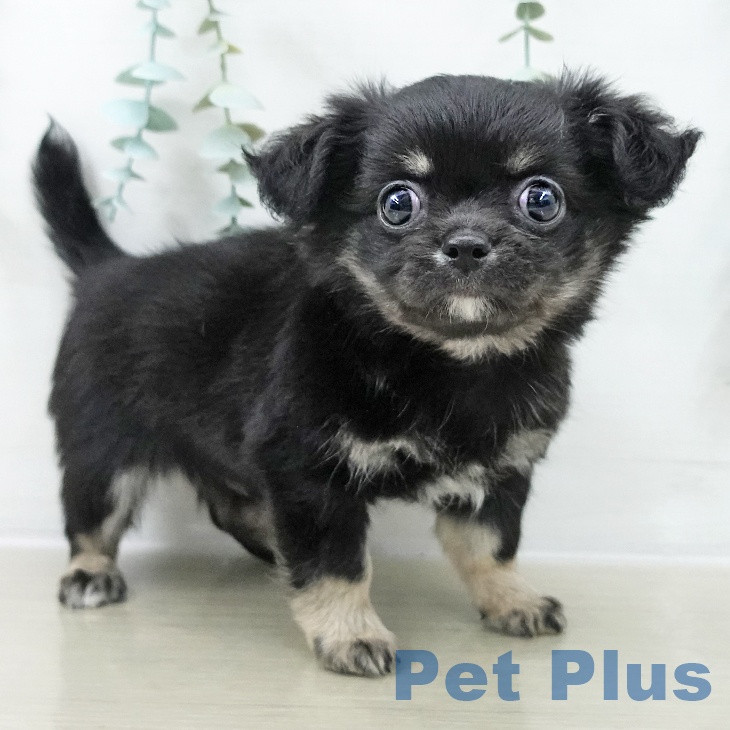 埼玉県のチワワ(ロング) (ペットプラス 川口店/2025年10月16日生まれ/男の子/ブラックタン)の子犬