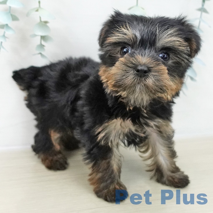 東京都のヨークシャーテリア (ペットプラス 日の出店/2025年10月15日生まれ/男の子/スチールブルータン)の子犬の2枚目の画像