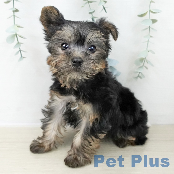 ヨークシャー・テリア