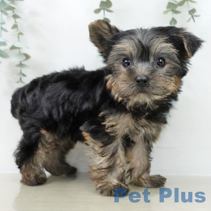 ヨークシャー・テリアの写真2