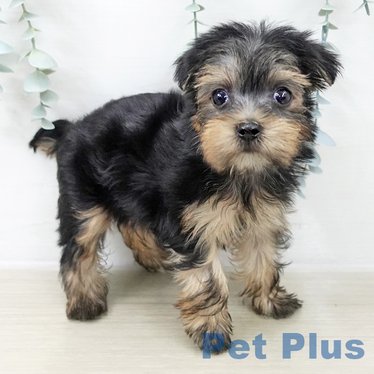 ヨークシャー・テリア