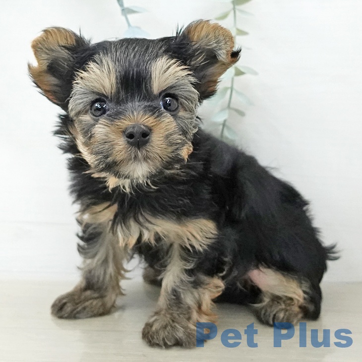 ヨークシャー・テリア