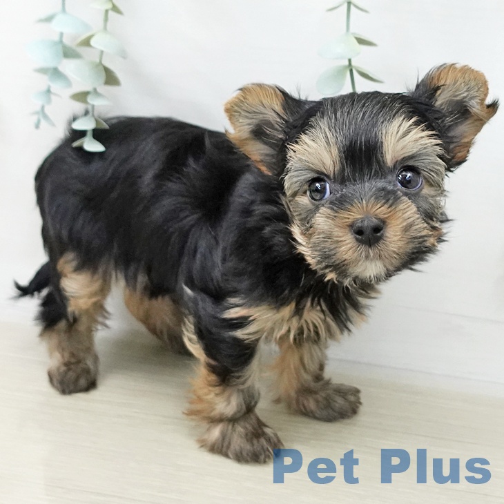 ヨークシャー・テリアの写真2