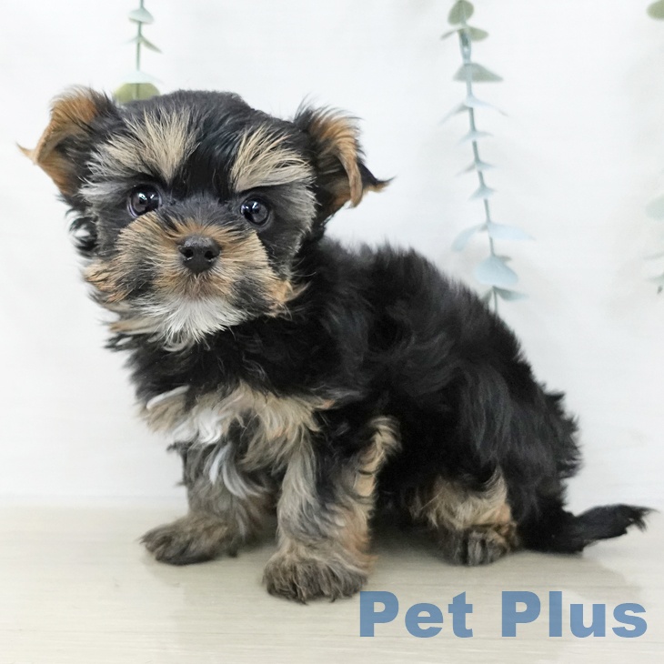 ヨークシャー・テリア