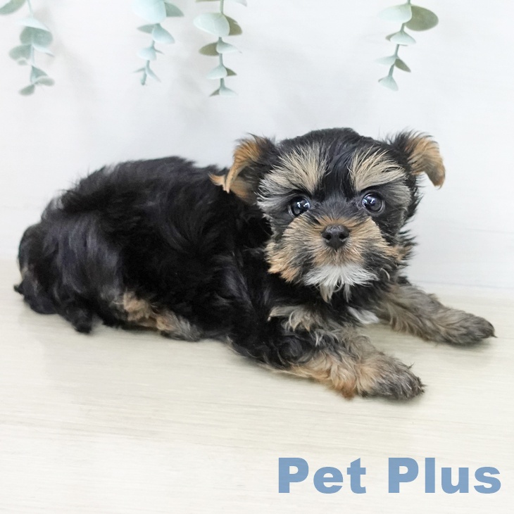 ヨークシャー・テリアの写真2