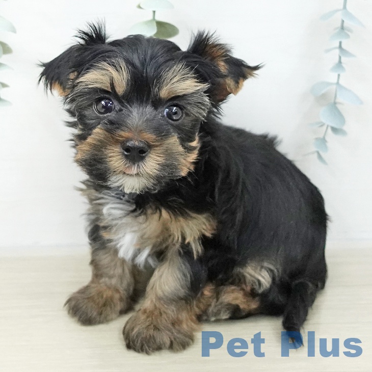 長野県のヨークシャーテリア (ペットプラス 松本店/2025年10月15日生まれ/男の子/スチールブルータン)の子犬の1枚目の画像