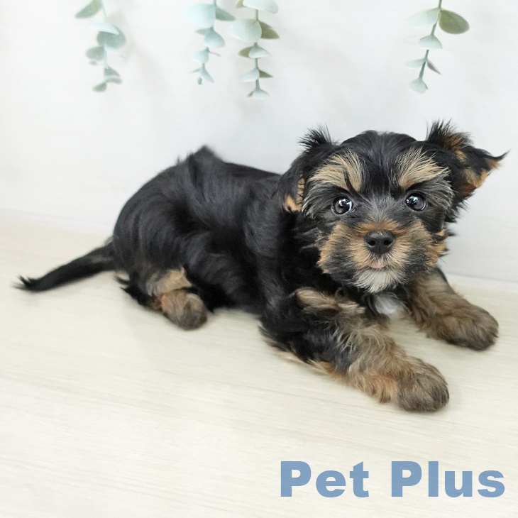 長野県のヨークシャーテリア (ペットプラス 松本店/2025年10月15日生まれ/男の子/スチールブルータン)の子犬の2枚目の画像