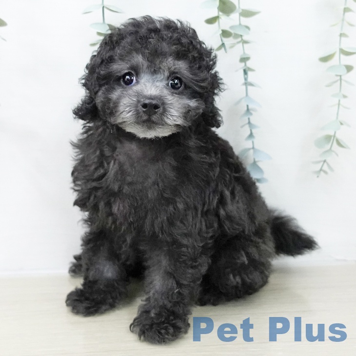 群馬県のトイプードル(トイ) (ペットプラス イオンモール太田店/2025年10月14日生まれ/男の子/シルバー)の子犬の1枚目の画像