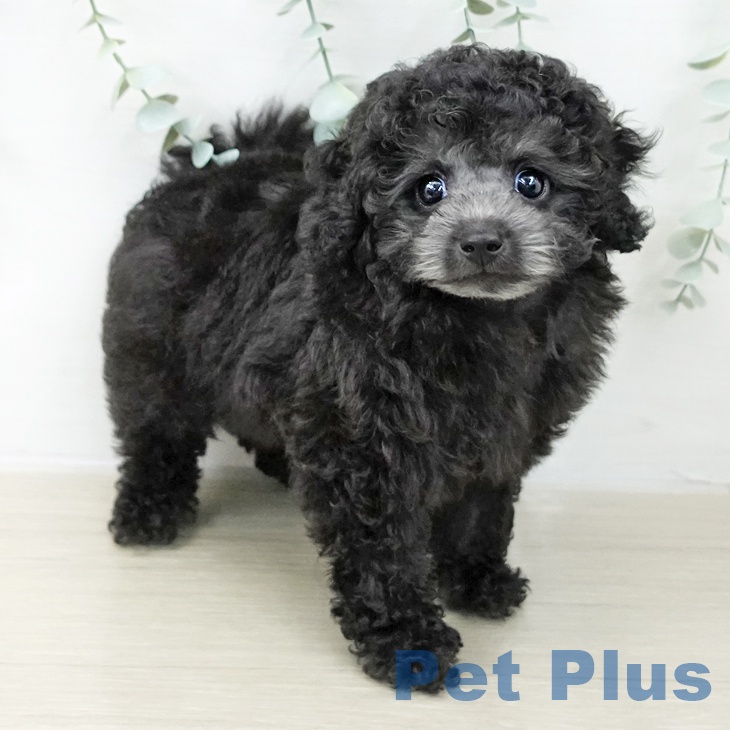 トイ・プードル