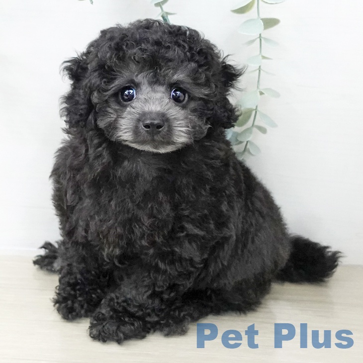 トイ・プードル