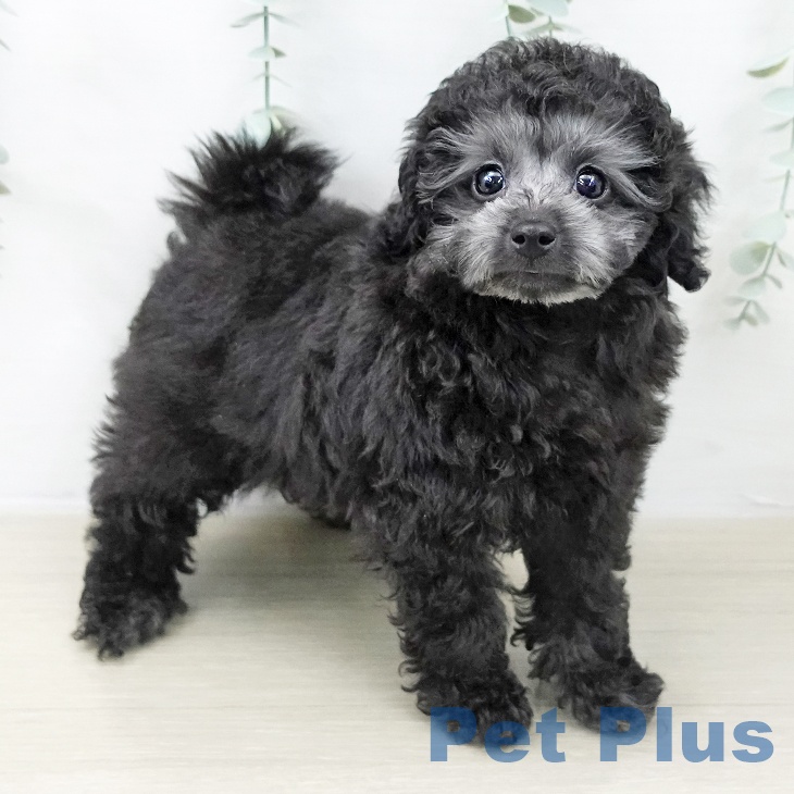 埼玉県のトイプードル(トイ) (ペットプラス 浦和美園店/2025年10月14日生まれ/男の子/シルバー)の子犬の1枚目の画像