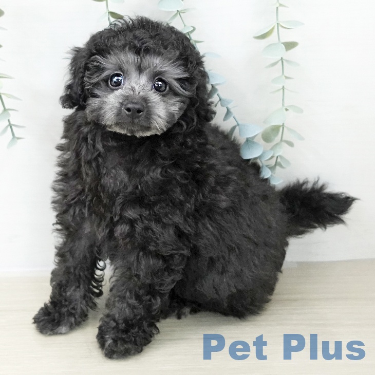 埼玉県のトイプードル(トイ) (ペットプラス 浦和美園店/2025年10月14日生まれ/男の子/シルバー)の子犬の2枚目の画像