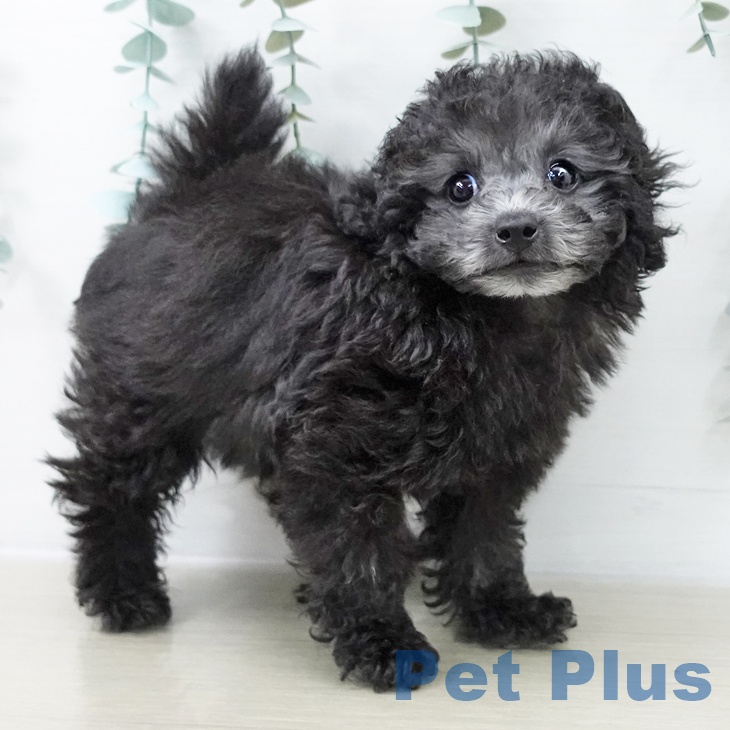 埼玉県のトイプードル(トイ) (ペットプラス ららぽーと富士見店/2025年10月14日生まれ/男の子/シルバー)の子犬