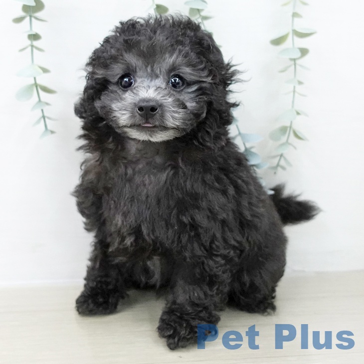 埼玉県のトイプードル(トイ) (ペットプラス ららぽーと富士見店/2025年10月14日生まれ/男の子/シルバー)の子犬の2枚目の画像