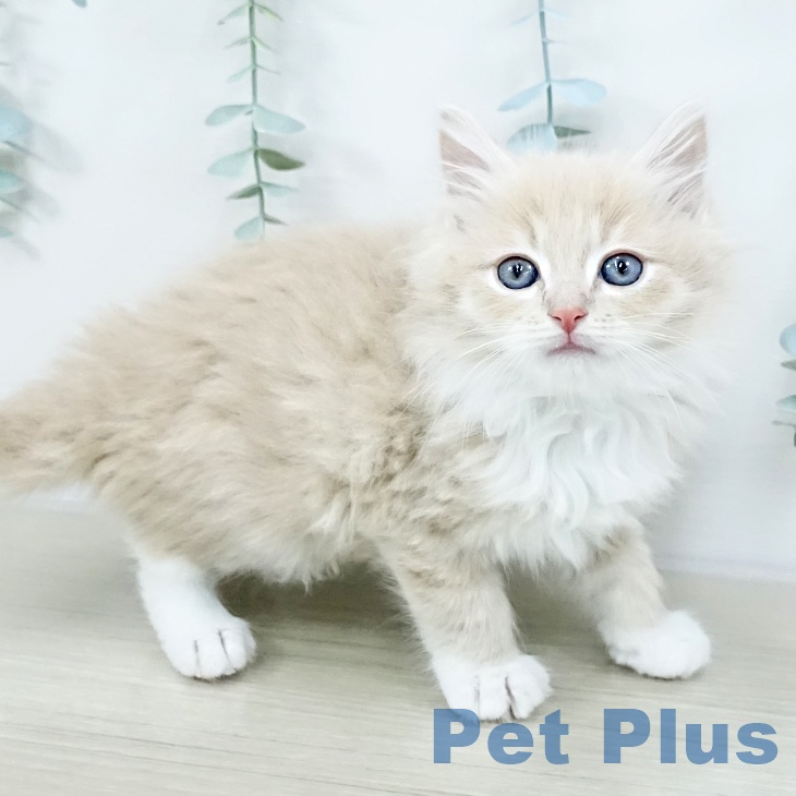 香川県のラガマフィン (ペットプラス 綾川店/2025年10月16日生まれ/男の子/クリームタビーホワイト)の子猫の2枚目の画像