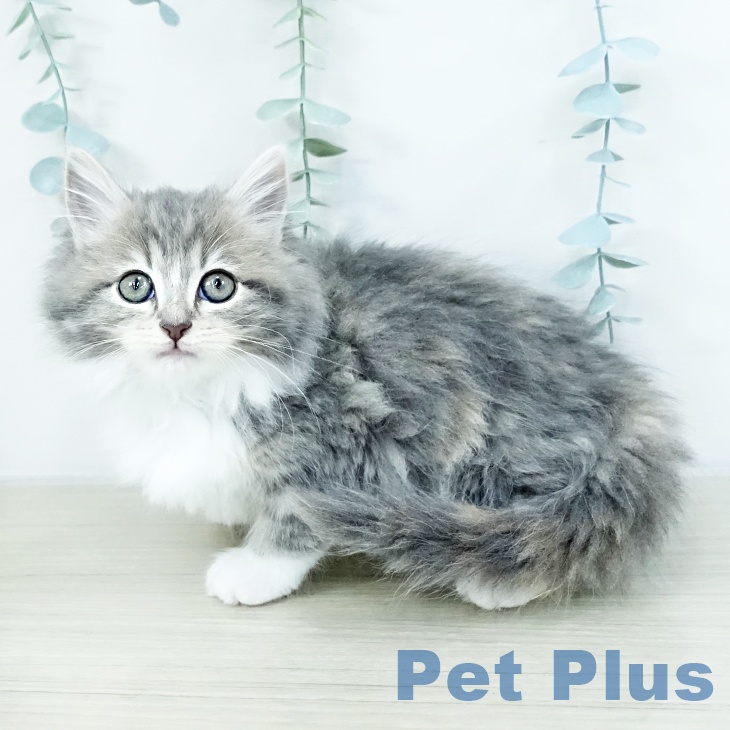 長野県のラガマフィン (ペットプラス 須坂店/2025年10月16日生まれ/女の子/ブルーパッチドタビーホワイト)の子猫の1枚目の画像