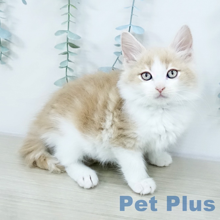 鳥取県のノルウェージャンフォレストキャット (ペッツワン 日吉津店/2025年10月17日生まれ/男の子/クリームホワイト)の子猫の1枚目の画像