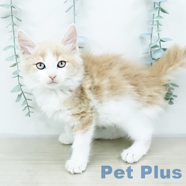 鳥取県のノルウェージャンフォレストキャット (ペッツワン 日吉津店/2025年10月17日生まれ/男の子/クリームホワイト)の子猫の2枚目の画像