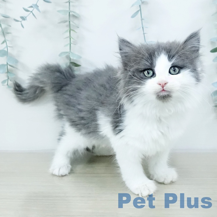 宮城県のノルウェージャンフォレストキャット (ペットプラス 仙台上杉店/2025年10月17日生まれ/女の子/ブルーホワイト)の子猫の1枚目の画像