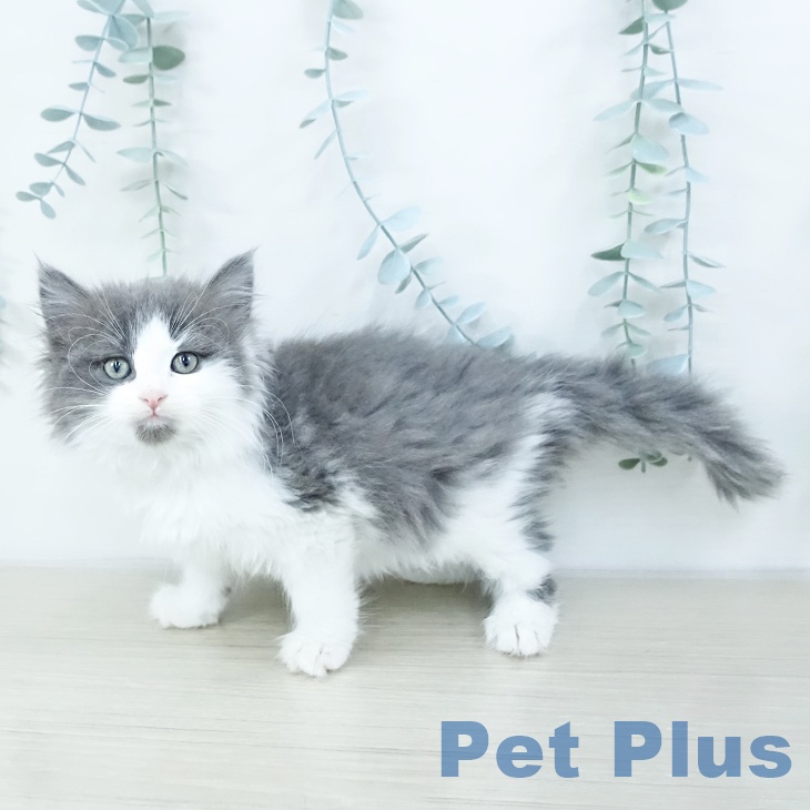宮城県のノルウェージャンフォレストキャット (ペットプラス 仙台上杉店/2025年10月17日生まれ/女の子/ブルーホワイト)の子猫の2枚目の画像