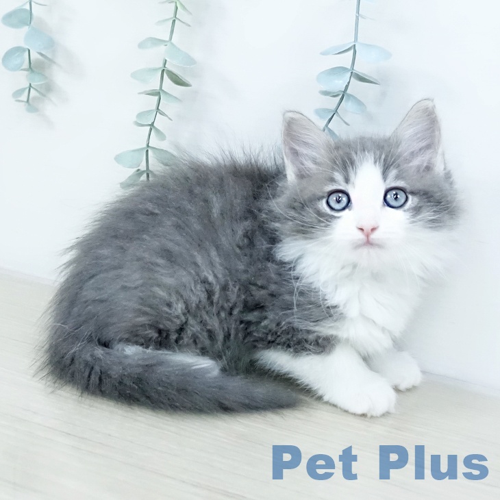 ノルウェージャンフォレストキャット