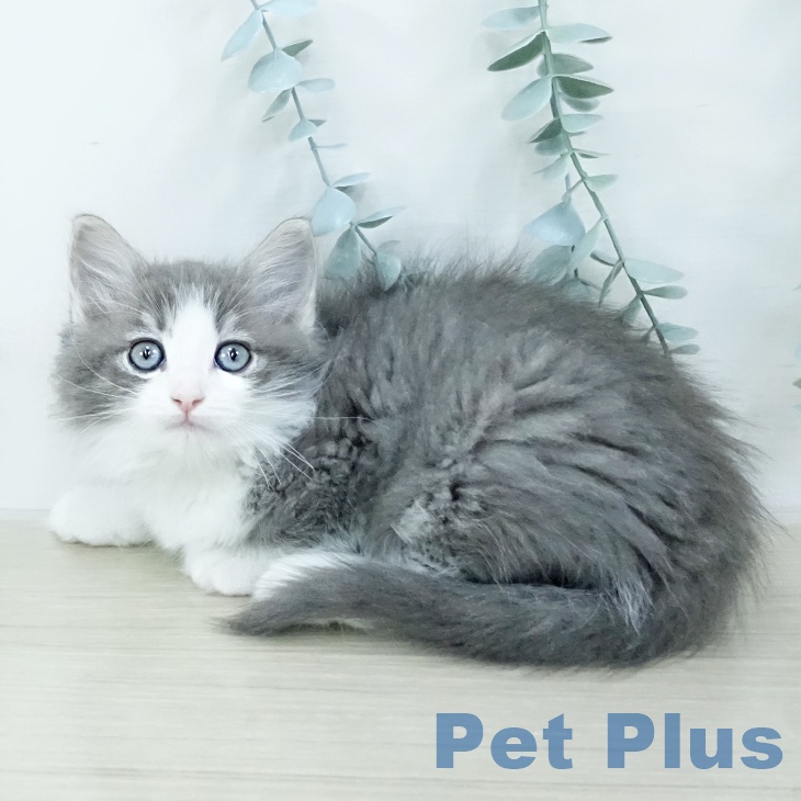 ノルウェージャンフォレストキャット