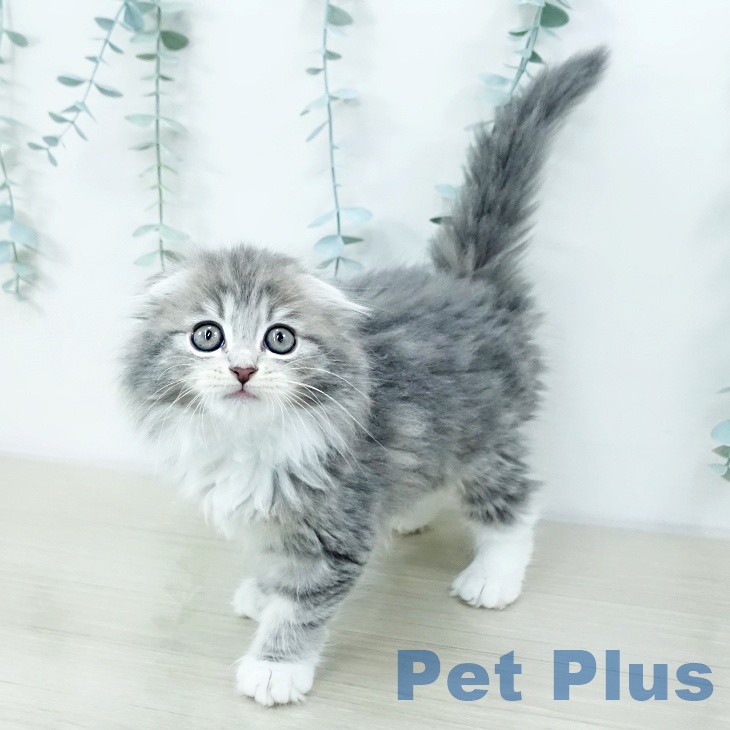 スコティッシュフォールド