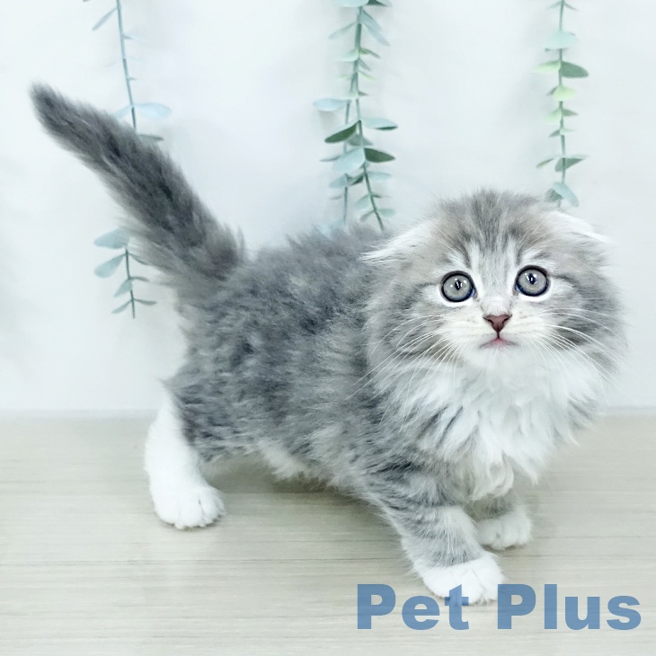 スコティッシュフォールド