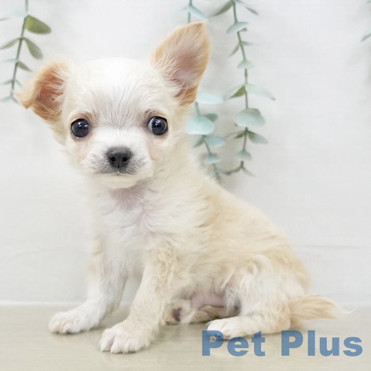 千葉県のチワワ(ロング) (ペットプラス 船橋店/2025年10月17日生まれ/男の子/クリーム)の子犬の1枚目の画像