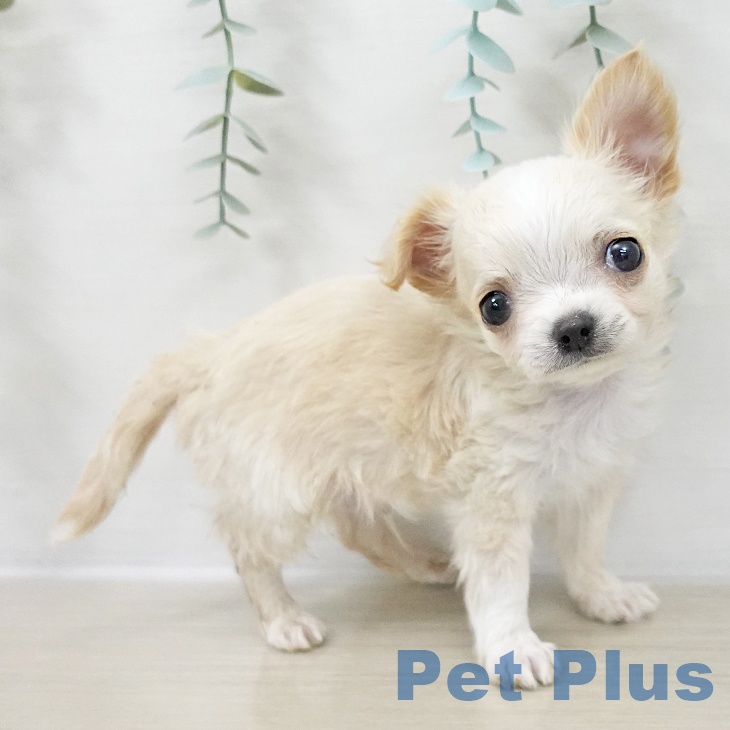 千葉県のチワワ(ロング) (ペットプラス 船橋店/2025年10月17日生まれ/男の子/クリーム)の子犬の2枚目の画像