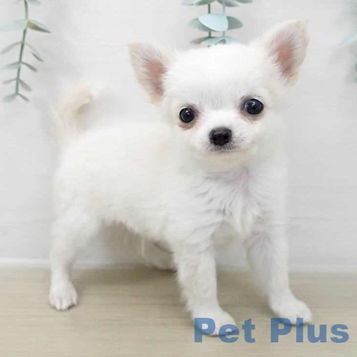 茨城県のチワワ(ロング) (ペットプラス つくば店/2025年10月17日生まれ/男の子/クリーム)の子犬の2枚目の画像