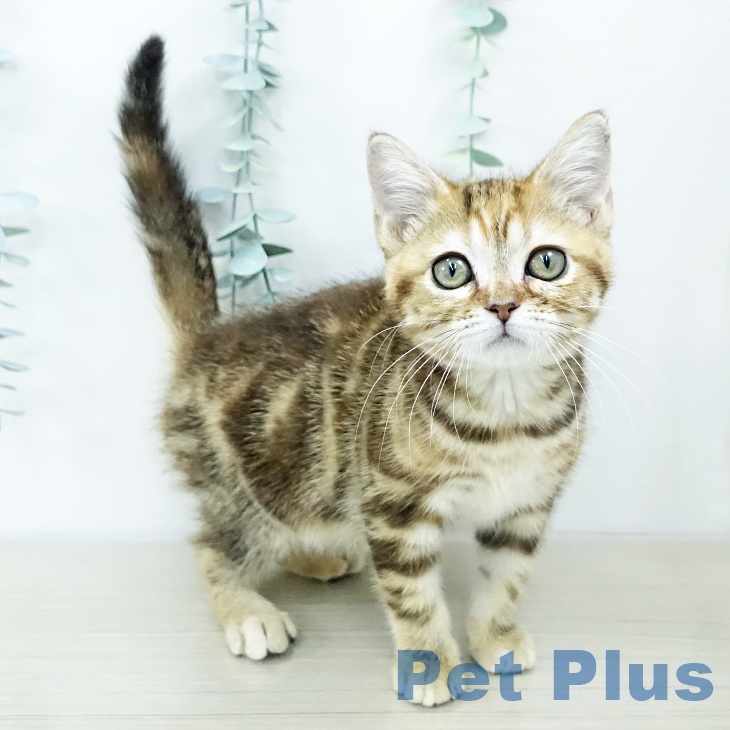 群馬県のアメリカンショートヘアー (ペットプラス イオンモール太田店/2025年10月4日生まれ/女の子/ブラウンパッチドタビー)の子猫の1枚目の画像