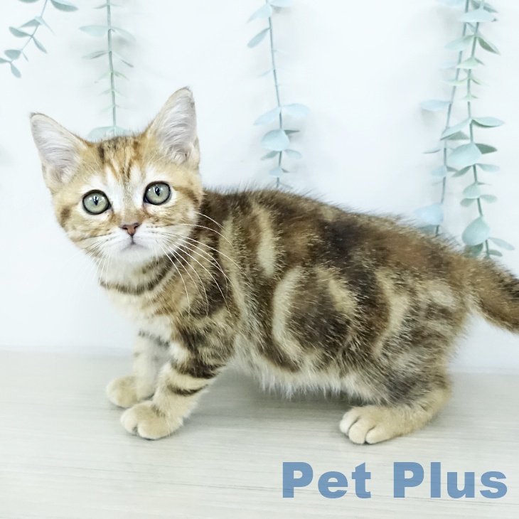 群馬県のアメリカンショートヘアー (ペットプラス イオンモール太田店/2025年10月4日生まれ/女の子/ブラウンパッチドタビー)の子猫の2枚目の画像