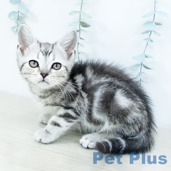 東京都のアメリカンショートヘアー (ペットプラス アクアシティお台場店/2025年10月10日生まれ/男の子/シルバータビー)の子猫の1枚目の画像