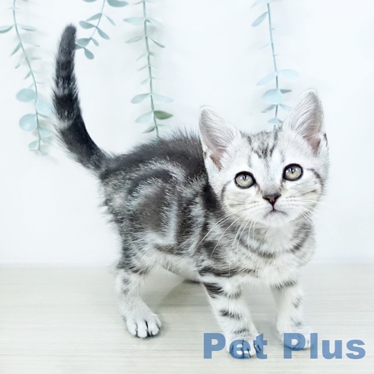 東京都のアメリカンショートヘアー (ペットプラス アクアシティお台場店/2025年10月10日生まれ/男の子/シルバータビー)の子猫の2枚目の画像