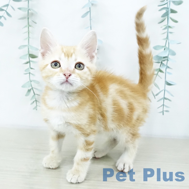 埼玉県のアメリカンショートヘアー (ペットプラス クレアモール川越店/2025年10月10日生まれ/男の子/レッドタビー)の子猫