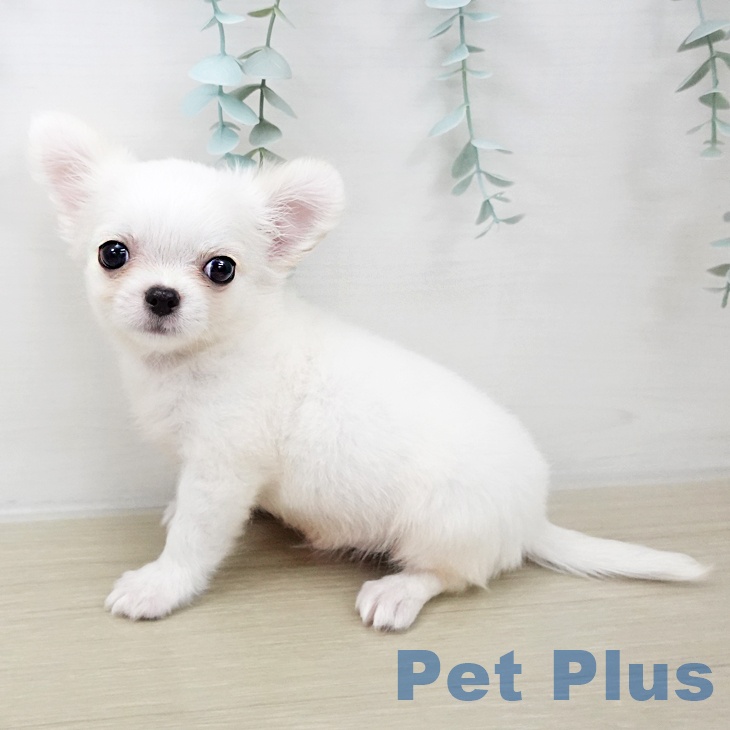 宮城県のチワワ(ロング) (ペットプラス 仙台上杉店/2025年10月17日生まれ/男の子/ホワイトクリーム)の子犬の1枚目の画像