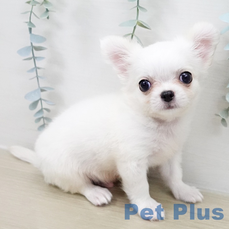 宮城県のチワワ(ロング) (ペットプラス 仙台上杉店/2025年10月17日生まれ/男の子/ホワイトクリーム)の子犬の2枚目の画像