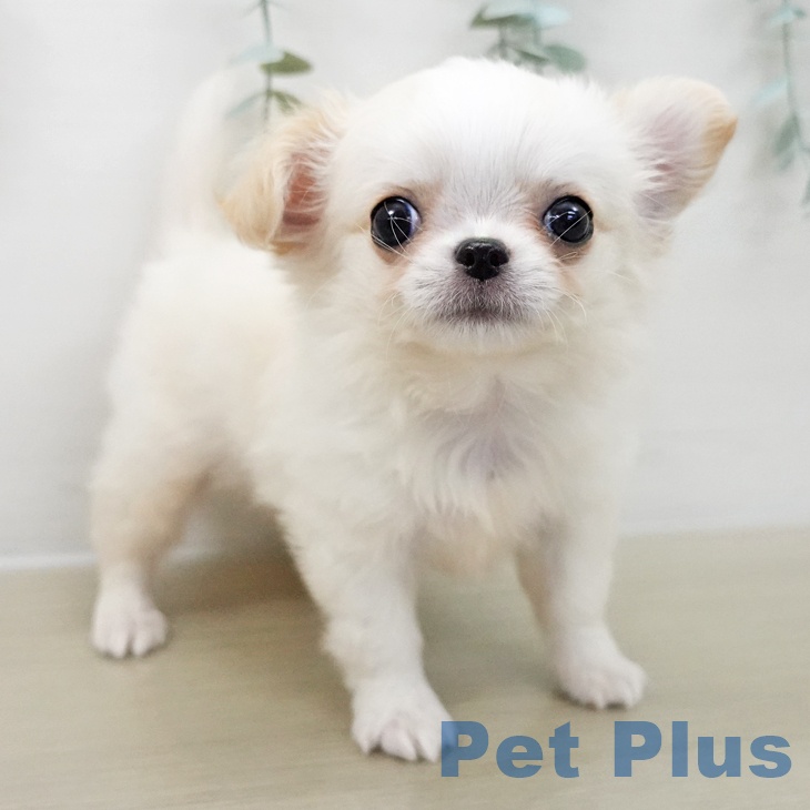 埼玉県のチワワ(ロング) (ペットプラス 川口店/2025年10月17日生まれ/男の子/クリームホワイト)の子犬