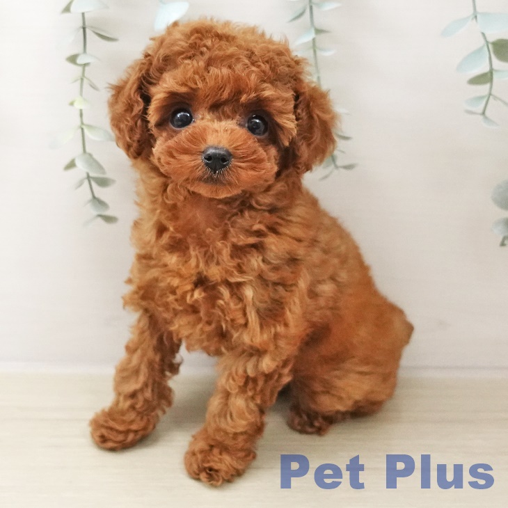 埼玉県のトイプードル(トイ) (ペットプラス ららぽーと富士見店/2025年10月16日生まれ/女の子/レッド)の子犬の1枚目の画像