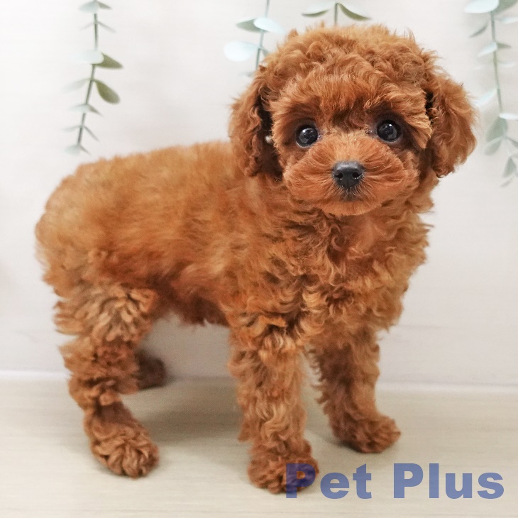 埼玉県のトイプードル(トイ) (ペットプラス ららぽーと富士見店/2025年10月16日生まれ/女の子/レッド)の子犬の2枚目の画像